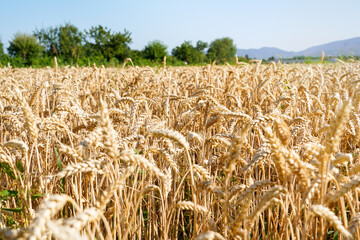 Yellow field with ripe wheat and blue sky