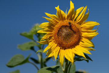 Close up of a yellow sunflower blooming against a blue sky. A honey bee is crawling on the sunflower.
