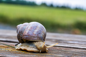 Close-up of a crawling Roman snail (Helix pomatia) on a background of wood with meadow in the...