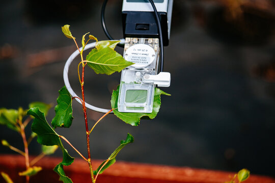 Scientist measuring plant photosynthesis by using portable device