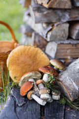 Forest mushroom boletus, cep, porcini, chanterelle collected in a wooden wicker basket. Late summer...
