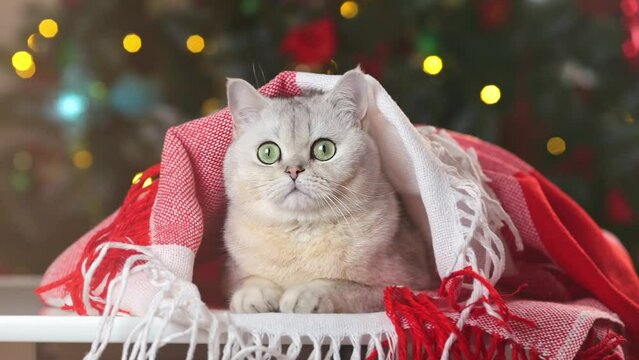 Playful white cat lies under a red blanket, at home, behind the Christmas tree