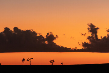 Obraz na płótnie Canvas Sunset on the horizon with some trees 