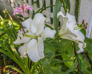Lilies of OT hybrids near the fence in the garden in summer.