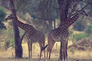 giraffes in the wild