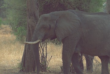 african elephant
