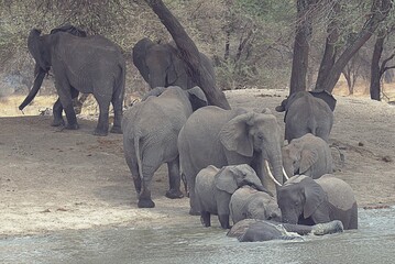 elephants in the wild