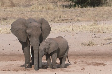 Mother and baby elephant
