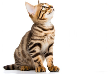 Portrait of a young Bengal cat or kitten. High quality photo - obrazy, fototapety, plakaty