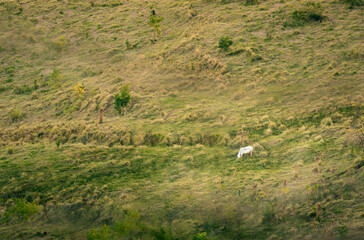 Fototapeta na wymiar white bull the field