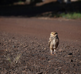 owl sitting on the ground staring at the photographer 