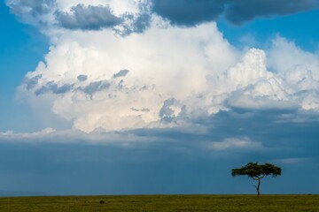 A dramatic cloud on the Maasai mara - obrazy, fototapety, plakaty