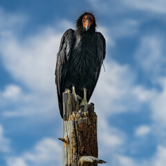 California Condor