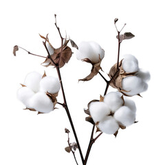 A vibrant cotton plant against a clear blue sky