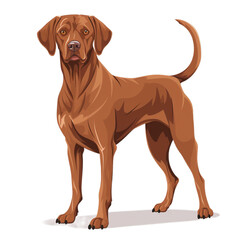 a brown dog standing on a white background