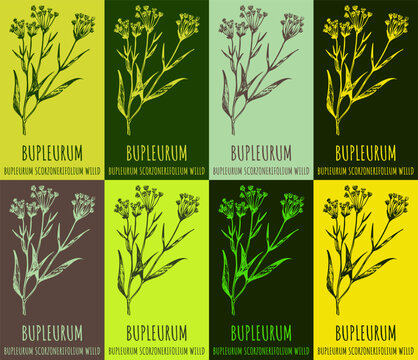 Set of vector drawing Bupleurum in various colors. Hand drawn illustration. The Latin name is Bupleurum scorzonerifolium.