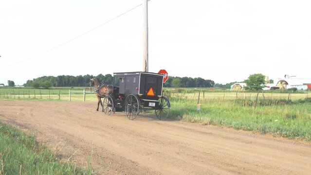 Amish buggy stops at a stop sign on rural road, turns left and passes a field of cows who are relaxing in a farm field.