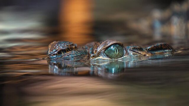 Close up of small crocodile eyes above the water