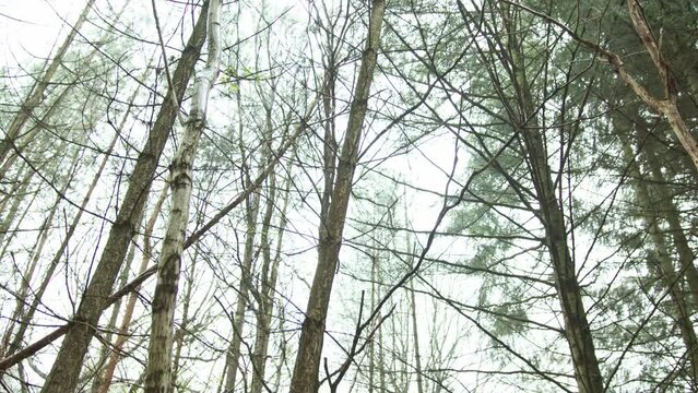 Camera Boom and tilt up the sparce autumn woodland trees.