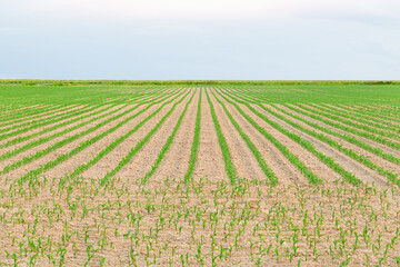 Rows of agricultural crops in the field. Long furrows of agricultural field in Netherlands