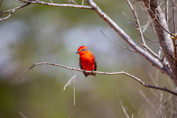 Small red bird known as "prince" Pyrocephalus rubinus perched on dry tree with blue sky and full moon background