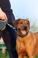 Dog on a leash next to man Rhodesian ridgeback dog Leashed dog