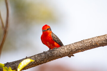 Small red bird known as "prince" Pyrocephalus rubinus perched on dry tree with blue sky and full moon background