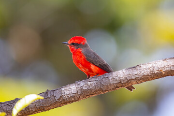 Small red bird known as 