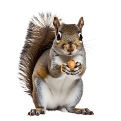 Eastern grey squirrel eat nut, hold nut, transparent background - obrazy, fototapety, plakaty