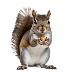 Fotobehang Eekhoorn Eastern grey squirrel eat nut, hold nut, transparent background