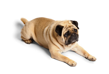 A purebred funny friendly pug lies on a white background and looks ahead of him with interest.