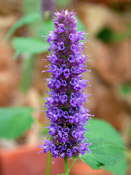 Macro photography of tiny  agastache flowers, captured in a garden near the colonial town of Villa de Leyva in central Colombia.