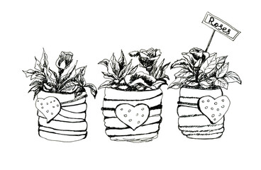 Roses in the pots with hearts ink hand drawing illustration 