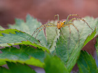 Macro photography of a lynx spider on the hunt on a leaf. Captured in a garden near the colonial town of Villa de Leyva in central Colombia.
