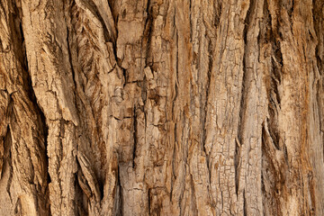 Close up of old tree bark, wood texture. Background, wallpaper, pattern
