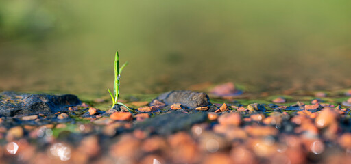 sprout in puddle