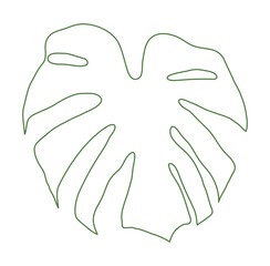 Leaf illustration of a monstera plant. It has holes in the leaves and is often seen in tropical regions. It can be seen in many interior potted plants.