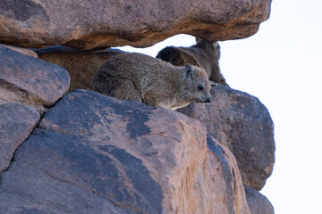 Fototapeta premium Rock Hyrax Rests in Rocky Outcropping in Namibia Africa