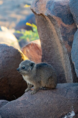 Juvenile Rock Hyrax Rests in Rocky Outcropping in Namibia Africa