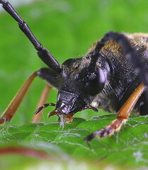 Coleoptera, Käfer