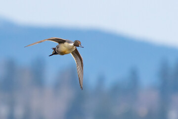 Northern Pintail Duck in Flight With Cascade Mountain Backdrop in Early Winter Morning  Light