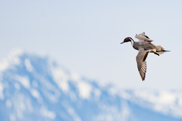 Northern Pintail Duck in Flight With Cascade Mountain Backdrop in Early Winter Morning  Light