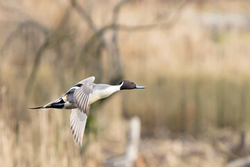 Fototapeta premium Northern Pintail Duck Takes off in Early Winter Morning Light Over Cattails