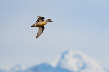 Northern Pintail Duck in Flight With Cascade Mountain Backdrop in Early Winter Morning  Light