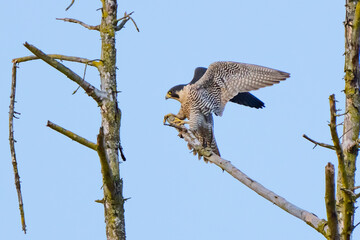 Peregrine Falcon Balances on a Bare Tree Limb