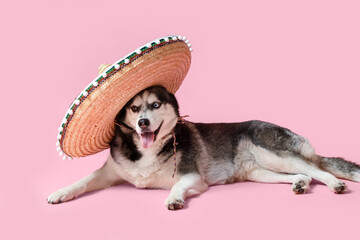 Cute Husky dog in sombrero hat on pink background