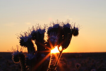 Phacelia, Bienenweide im Sonnenuntergang