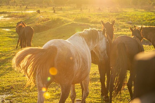 Cavalo na hora dourada Fine ART, flare