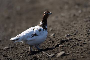 ptarmigan