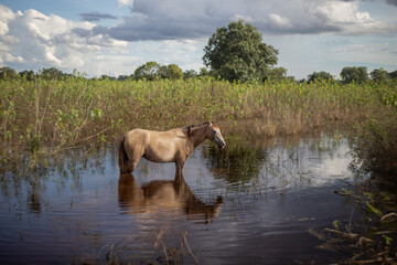 Obraz na płótnie Canvas Cavalo pantaneiro no reflexo da água